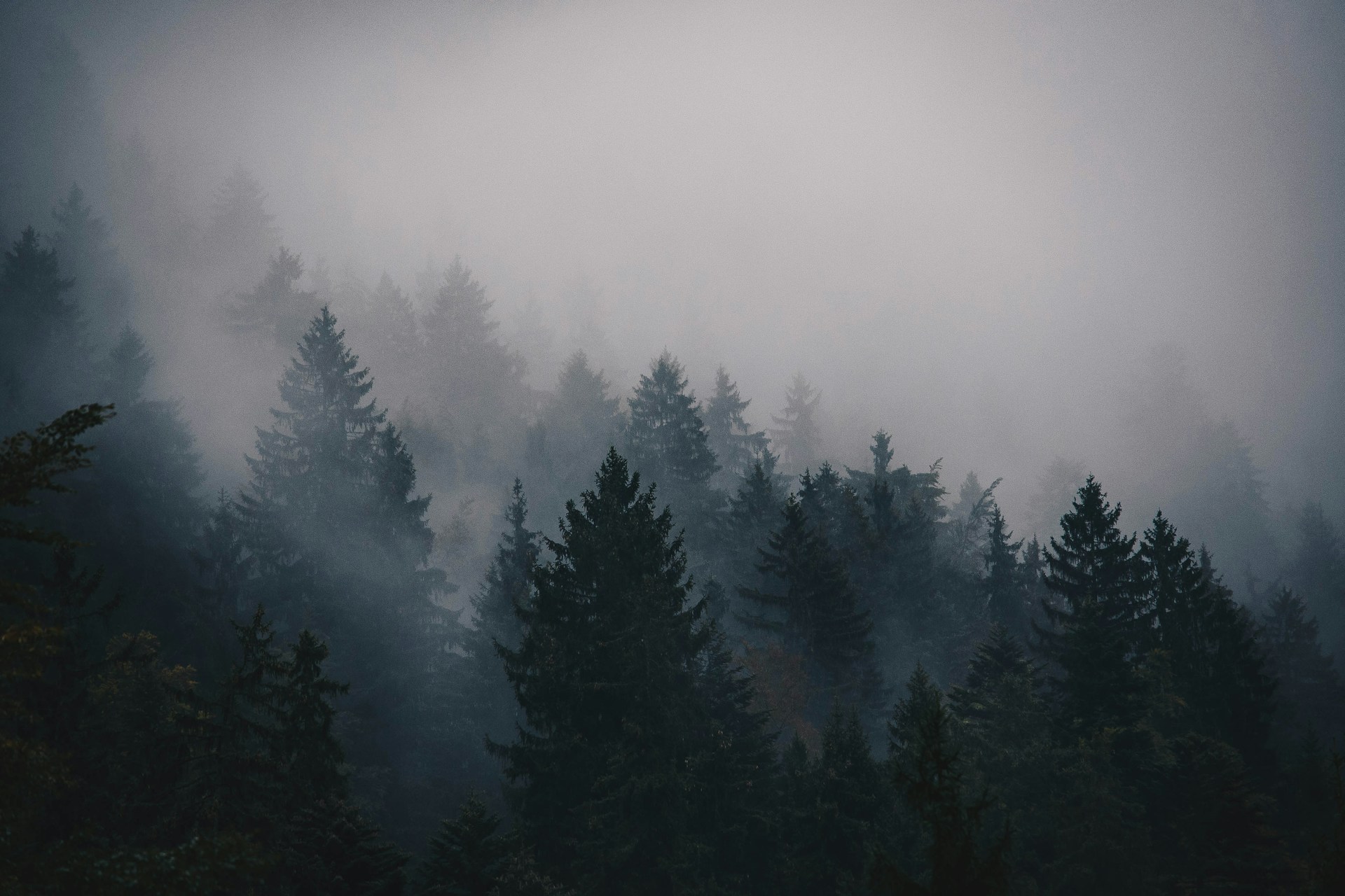 Trees surrounded by fog