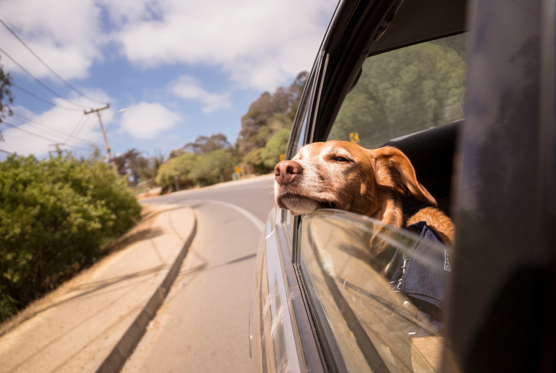 A dog resting its head on an open car window